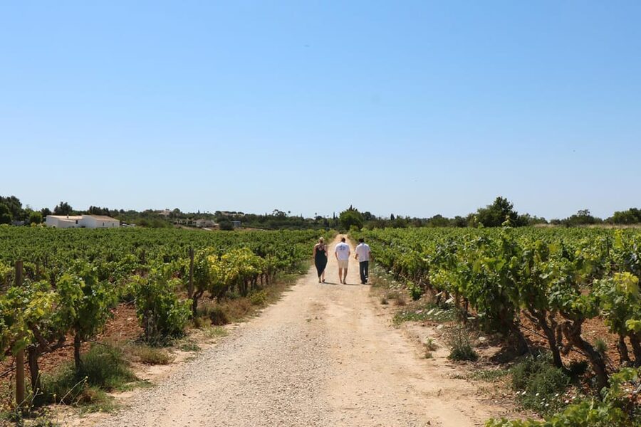 Albufeira/Porches/Vilamoura: Wine Tasting with Tapas & Music - The 30-minute estate visit