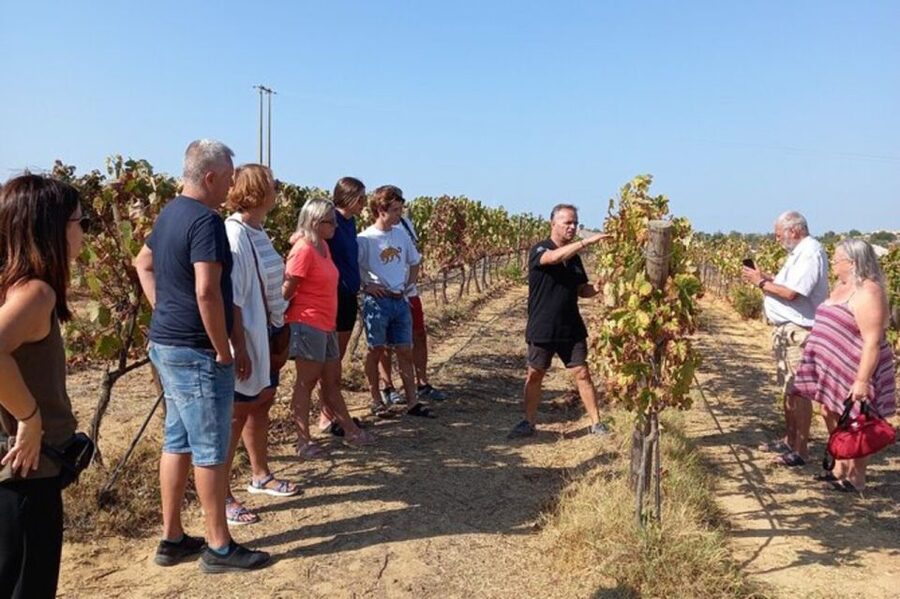 Albufeira/Vilamoura: Winery Tour with Wine Tasting and Tapas - Walking the Vines at the Local Quinta