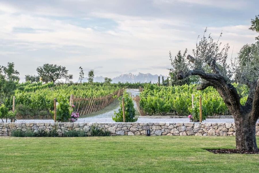 Barcelona-Penedès: Familia Torres wine & tapas winery tour - Walking through Mas La Plana