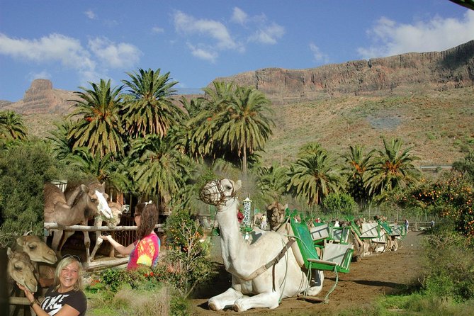 Camel Ride in Fataga with Tapas and drinks - Key points to know before you book