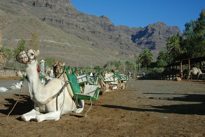 Camel Ride in Fataga with Tapas and drinks - A 10,000-square-meter tropical garden