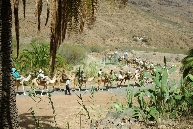 Camel Ride in Fataga with Tapas and drinks - Canarian tapas in a farm-style dining room