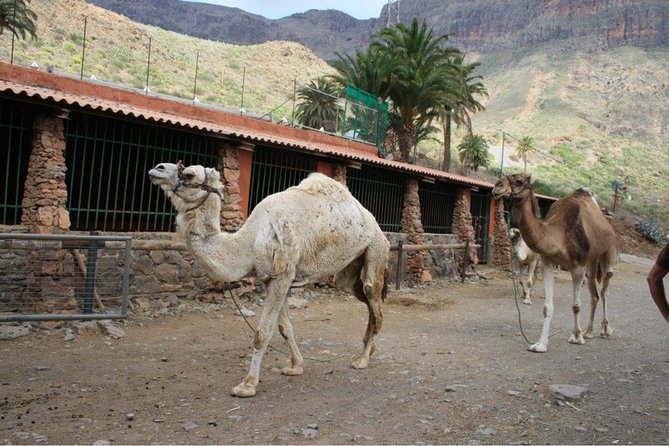 Camel Ride in Fataga with Tapas and drinks - How long the visit really takes