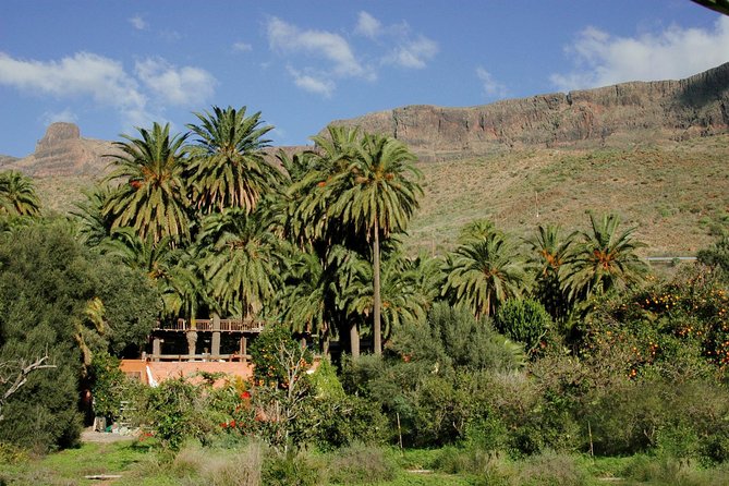 Camel Ride in Fataga with Tapas and drinks - Getting to La Baranda