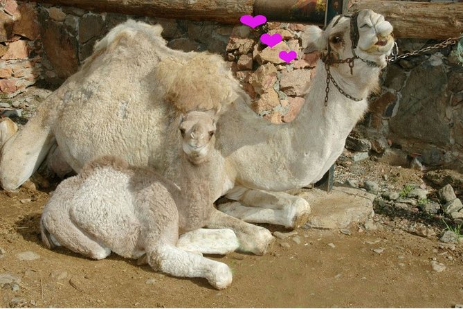 Camel Ride in Fataga with Tapas and drinks - Who will enjoy this outing most