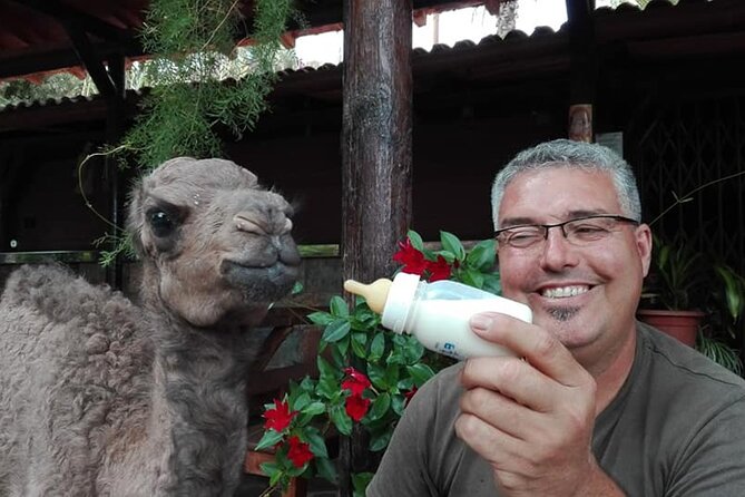 Camel Ride in Fataga with Tapas and drinks - What the camel seating is like
