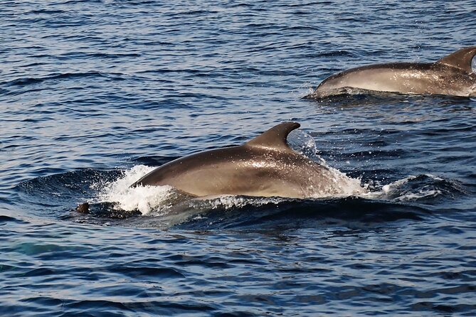 Catamaran Sailing Experience Manilva Tapas Drink Dolphins Swim Stop - Is $119.21 a fair price?