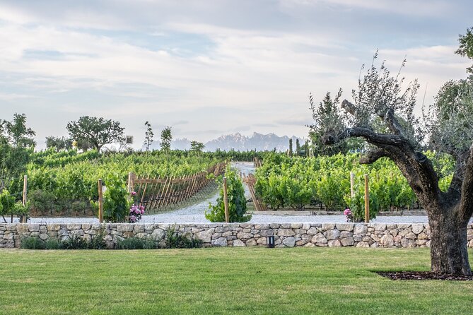 Familia Torres Winery: Gastronomic Tapas & Wine Experience - Four wines, four different ways to taste