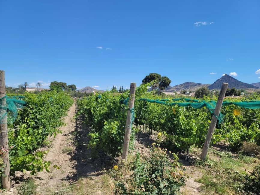 From Alicante: Winery Tour and Wine Tasting with Tapas - Who will enjoy this winery visit?