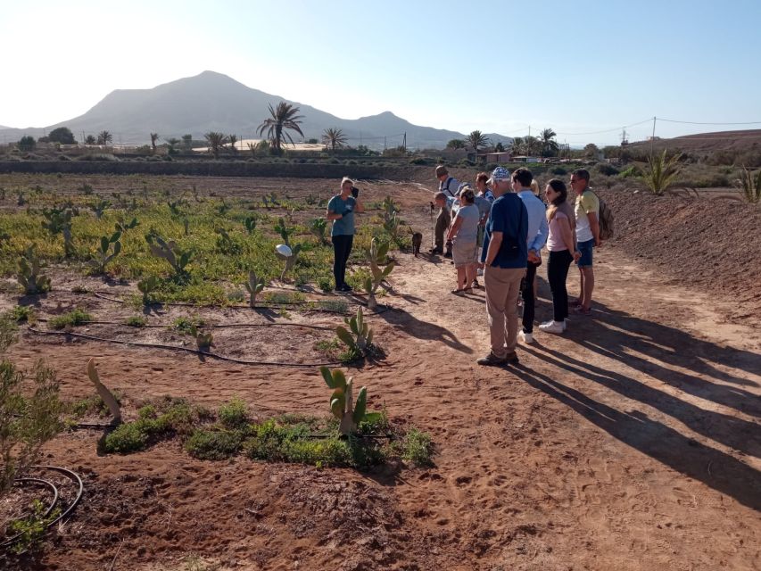 Fuerteventura: Tapas and Local Life Guided Tour - Key things to know before you book