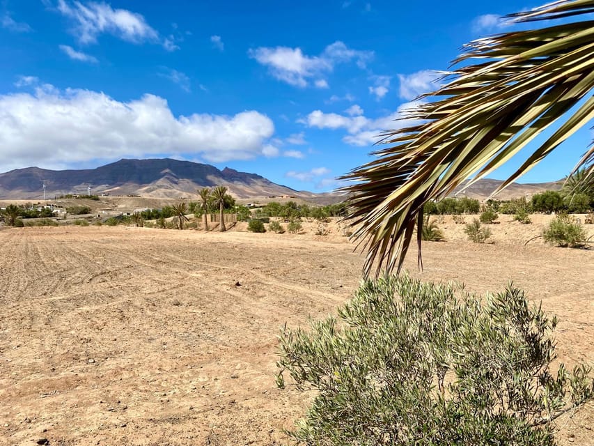 Fuerteventura: Tapas and Local Life Guided Tour - Who should book this experience?