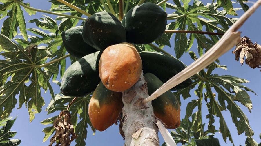 Fuerteventura: Tapas and Local Life Guided Tour - Why this tour gets beyond resort Fuerteventura