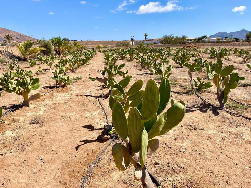Fuerteventura: Tapas and Local Life Guided Tour - How the five-hour schedule works