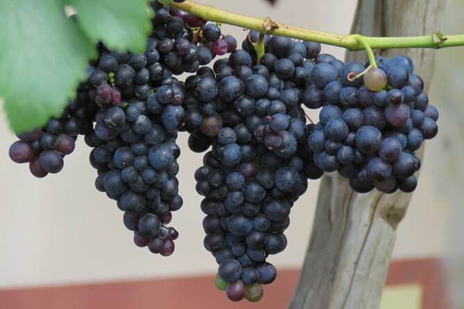 Guided 4x4 Adventure and Skywalk with Wine and Tapas in Madeira - What the guides add to the experience