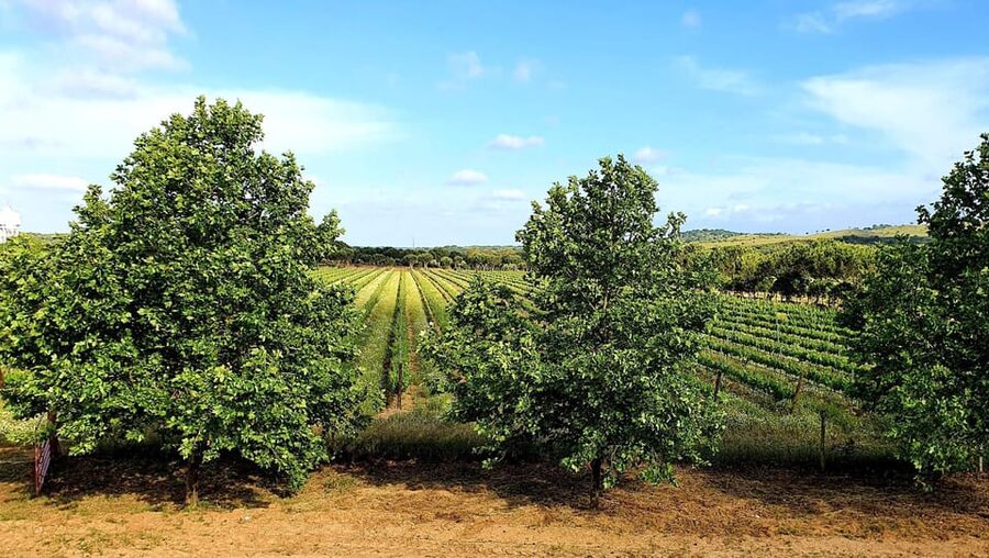 Herdade Canal Caveira - Winery Visit 4 Wines & Tapas - Who should book this wine visit?
