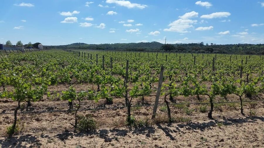 Herdade Canal Caveira Winery Visit with TOP5 Wines & Tapas - Five wines, from fresh whites to reserve reds