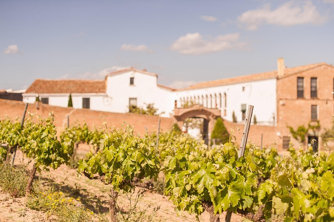 High-End Vineyard Escape: Cava, Tapas & Wine | Private Tour - Who will get the most from this day