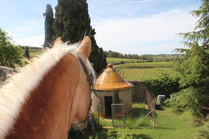 Horseback Ride, Penedes, Wine Tasting & Tapas Private Tour - Weather, fitness, and the 100-kilogram limit