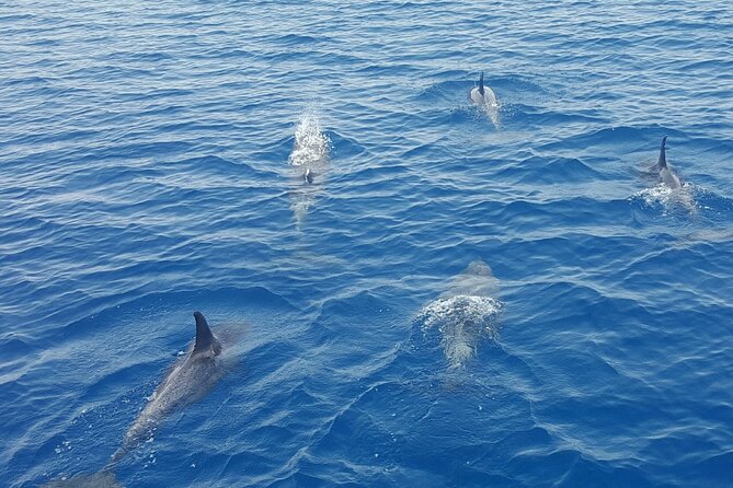 Key West Sunset Sail: Dolphin Watching, Wine, and Tapas - FAQ