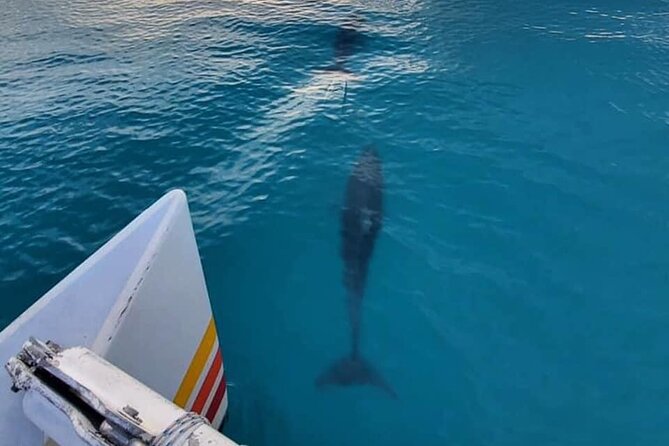 Key West Sunset Sail: Dolphin Watching, Wine, and Tapas - Passing Mallory Square and Fort Zachary Taylor