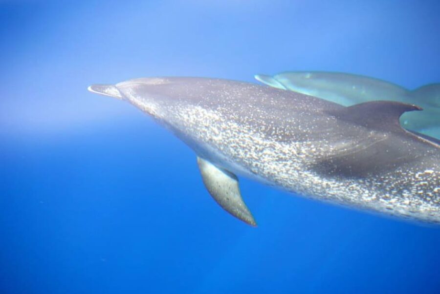 La Palma: 4-Hour Coastline Cruise with Tapas and Barbecue - A swim and snorkel stop in a private sea spot