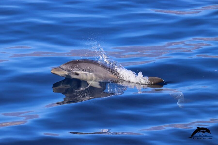 La Palma: 4-Hour Coastline Cruise with Tapas and Barbecue - Wildlife sightings are a bonus, not the main promise