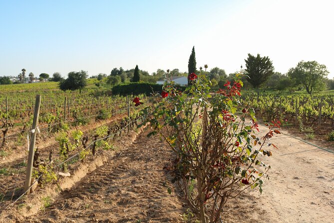 Lagos, Portimão & Carvoeiro: Wine Tasting, Tapas & Music Tour - The vineyard and cellar visit