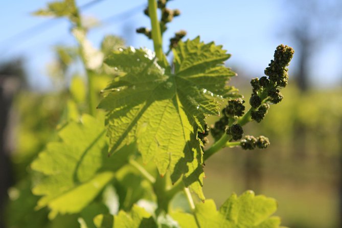 Lagos, Portimão & Carvoeiro: Wine Tasting, Tapas & Music Tour - Is the $69.68 price good value?