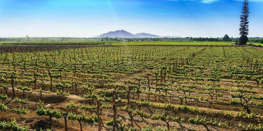 Lagos/Praia da Luz: Wine Tour, Tastings, Tapas, and Music - Booking details worth knowing
