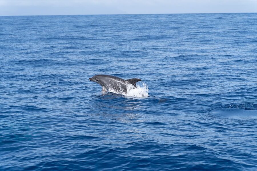 Los Gigantes: Sailing Excursion with Swimming, Drink & Tapas - Tapas Under the Cliffs