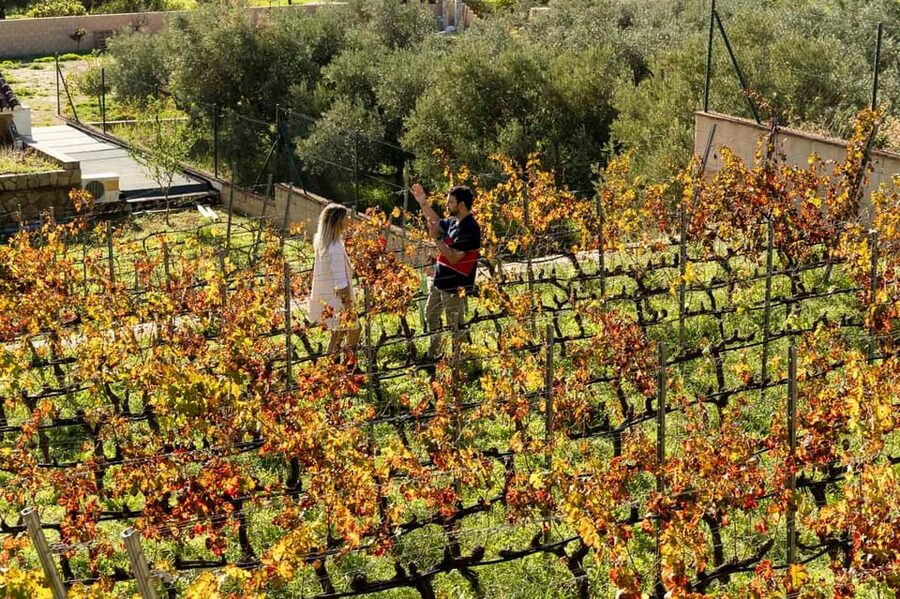 Malaga: Organic Vineyard Tour with 6 Wines, Tapas & Transfer - Should you book the Málaga organic vineyard tour?