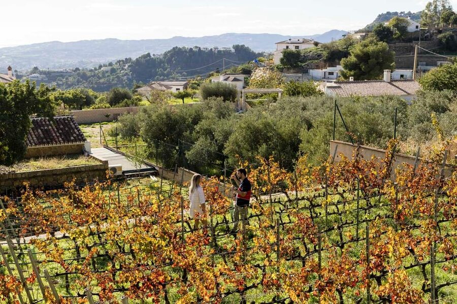 Malaga: Organic Vineyard Tour with 6 Wines, Tapas & Transfer - Who should book this experience?