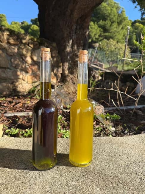 Near Malaga: Mijas Organic Vineyard, 5 Wines, 2 Oils & Tapas - Walking the vines and olive grove