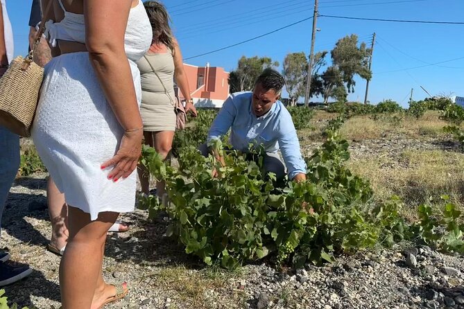 Private Sunset Wine Tour with 3 Wineries and Tapas - The cruise-ship warning matters