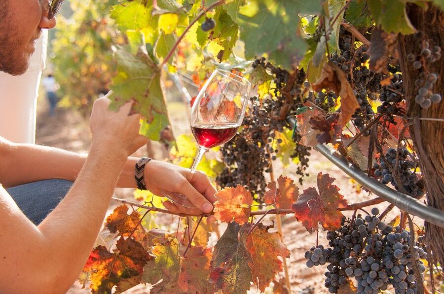 Private Wine, Tapas & Cava Experience from Barcelona - Pla de Bages and a castle with 36 generations of wine