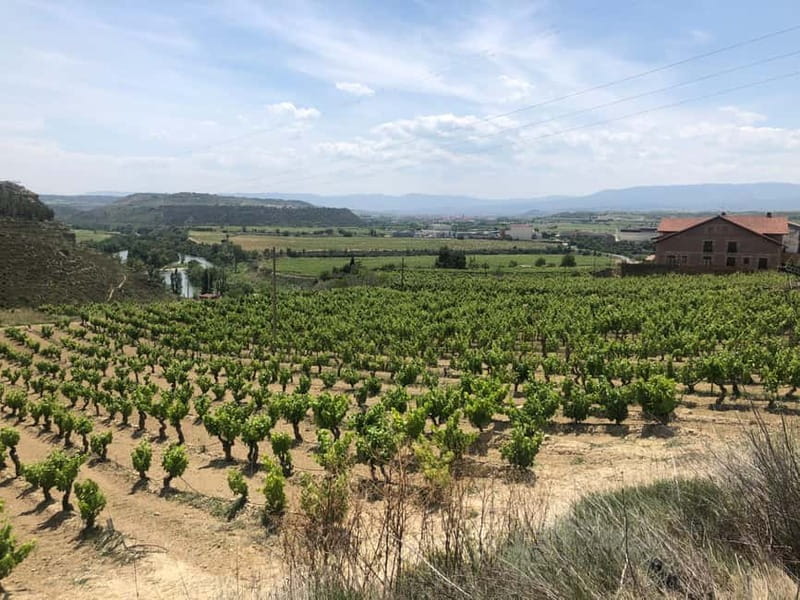 Rioja Wine Tour: 3 Wineries & Pintxos Lunch - Haro: two hours for wine and pintxos