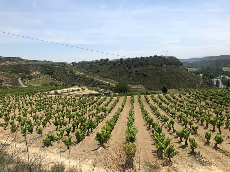 Rioja Wine Tour: 3 Wineries & Pintxos Lunch - The $460 price: who gets good value