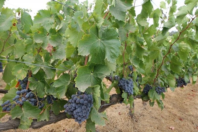 Ronda Private Wine Tour and Tapas from Marbella - Who will enjoy this private day most