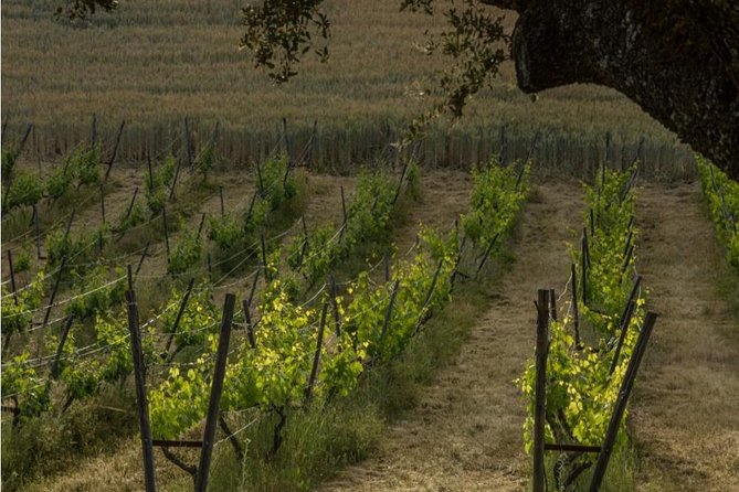 Ronda Private Wine Tour and Tapas from Marbella - Walking the vineyards before the first glass