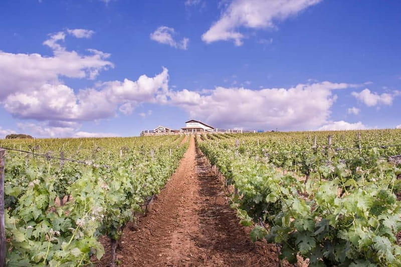 Ronda: Winery Tour with Wine Tasting and Tapas - Key points to know before booking