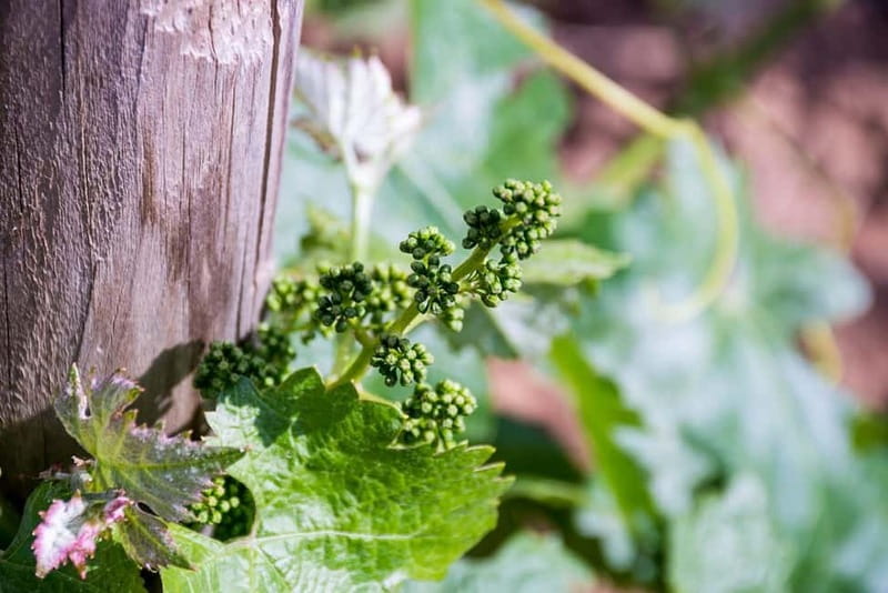 Ronda: Winery Tour with Wine Tasting and Tapas - My recommendation for booking