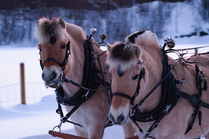 Sleigh Ride w/ Tapas Meal - Experience Arctic Farm Life - Meeting the Norwegian Fjord horses