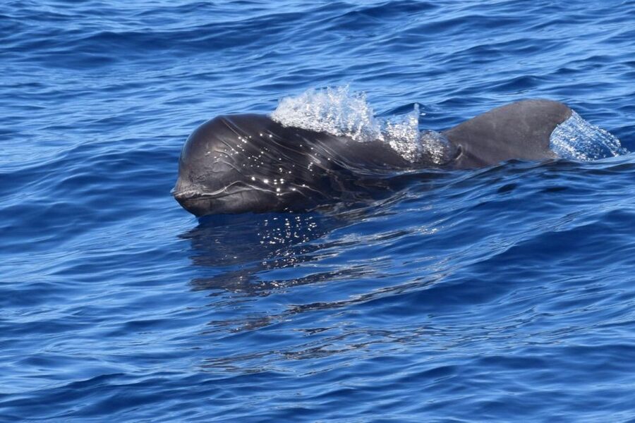 Tenerife: Private Sunset Charter with Drinks and Tapas - The Good and the Less Convenient Parts
