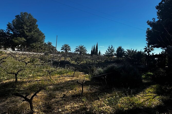 Wine and Tapas Tasting Tour from Alicante, Private Van - Who should book this three-hour wine outing