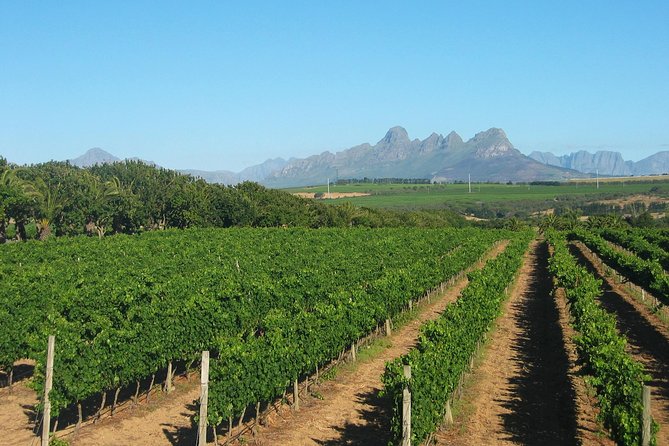 Wine & Cava Penedes Tour: Wineries, Wine Tasting and Tapas - Why Penedès makes a good day out from Barcelona
