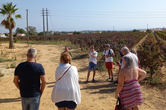 Wine Lovers: Winery Tour w/ Tasting & Tapas (Albufeira/Vilamoura) - Touring the vineyard and learning the wine process