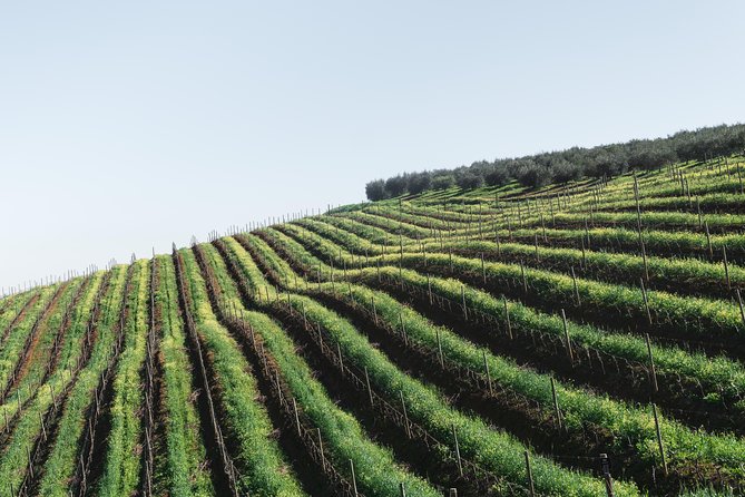 Wine & Tapas tour by electric bike (e-bike) including Ronda pickup (full day) - Montecorto and the second village pause