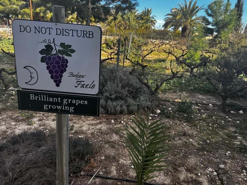 Winery Visit and Tasting in Elche with wines and tapas from Alicante in Van - The 45-minute ride into Alicante wine country