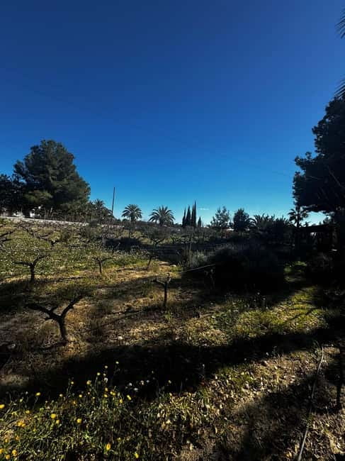 Winery Visit and Tasting in Elche with wines and tapas from Alicante in Van - How to prepare for a comfortable afternoon